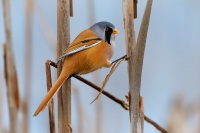 Sykorice vousata - Panurus biarmicus - Bearded Reedling o5688